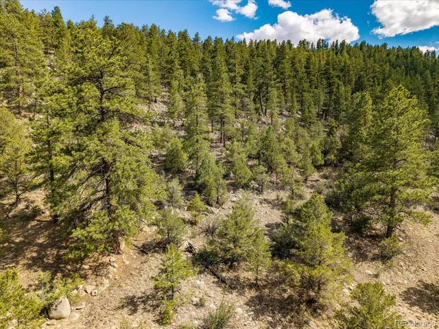 a view of a bunch of trees