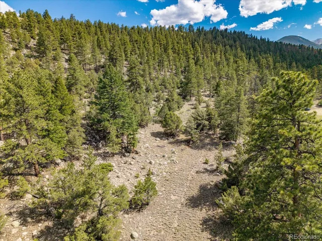 a view of a bunch of trees and bushes