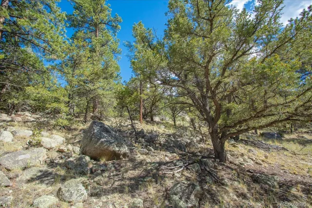 a view of a forest with a tree