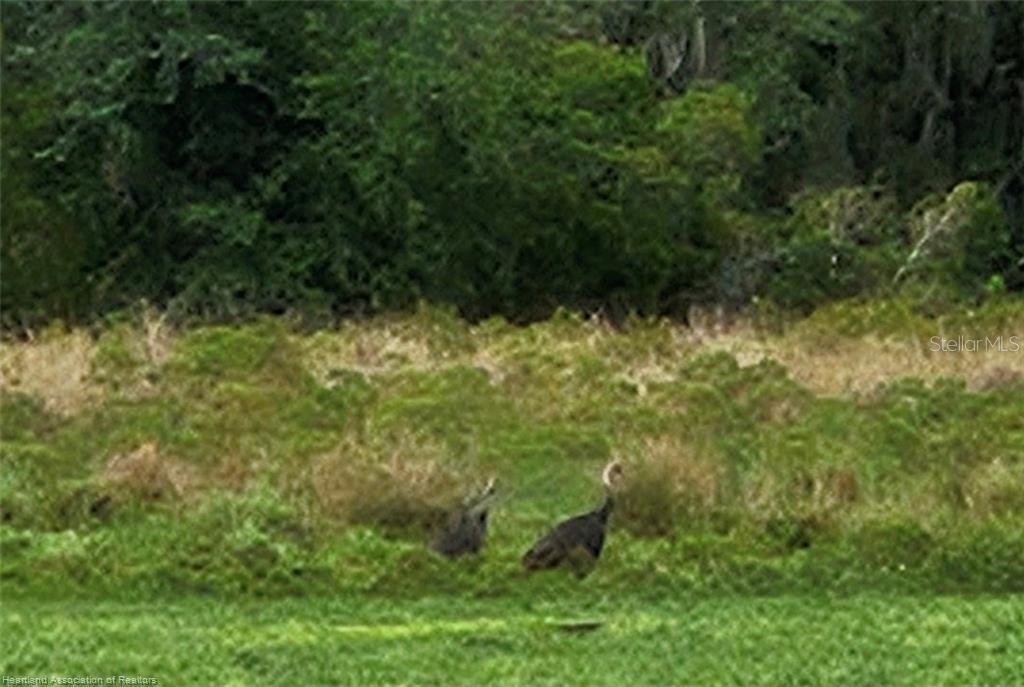 1013 Cattle Ranch Road Venus, FL 33960 - Photo 2 of 6