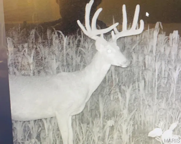 $336,000 | 56-acres Elk Head Road, Bland, MO 65014