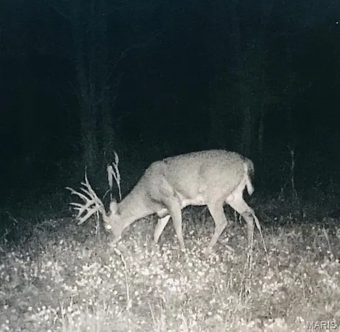 $336,000 | 56-acres Elk Head Road, Bland, MO 65014