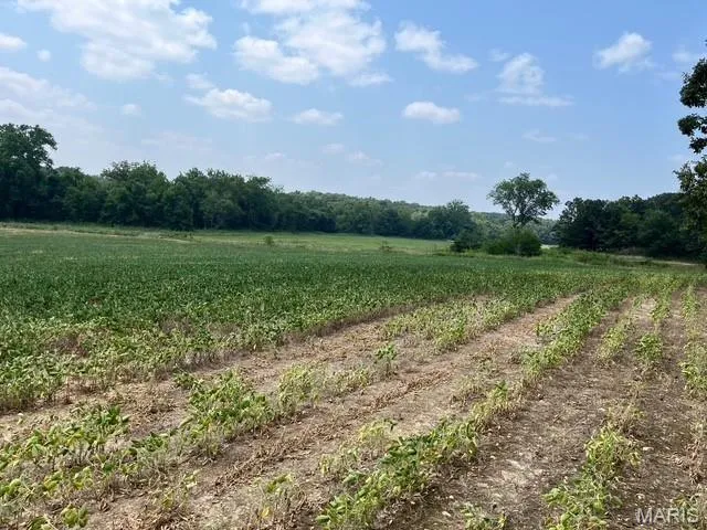 $336,000 | 56-acres Elk Head Road, Bland, MO 65014