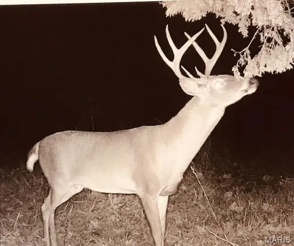 $336,000 | 56-acres Elk Head Road, Bland, MO 65014