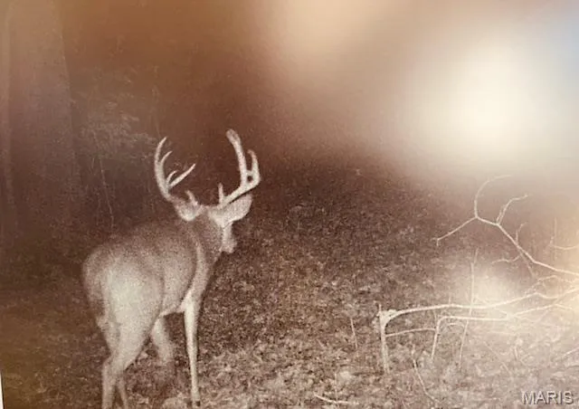 $336,000 | 56-acres Elk Head Road, Bland, MO 65014