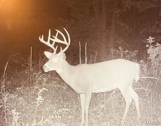 $336,000 | 56-acres Elk Head Road, Bland, MO 65014