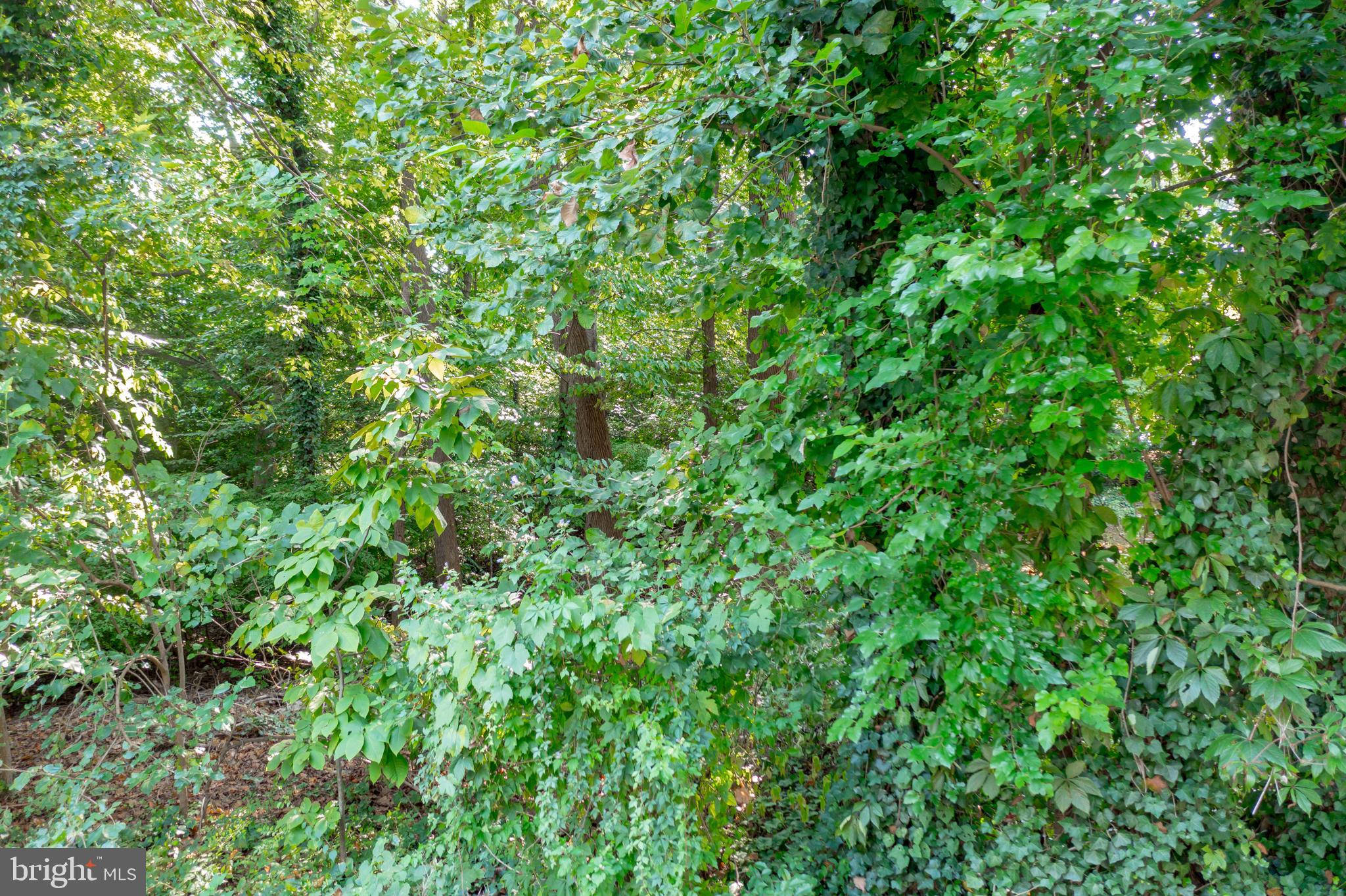 902 Hine Trail Crownsville, MD 21032 - Photo 22 of 28 a view of a lush green forest