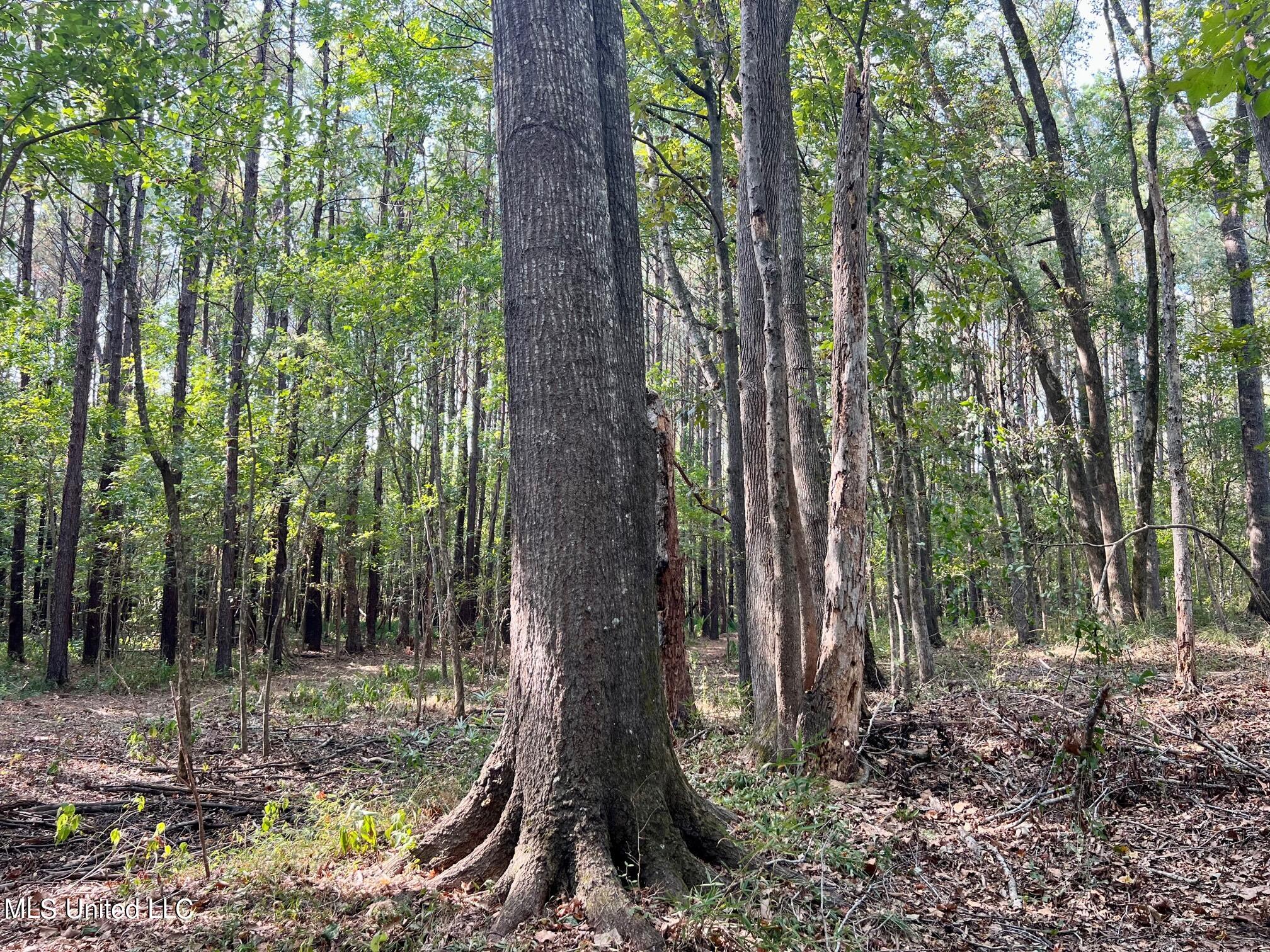 358 Robinson Springs Road Flora, MS 39071 - Photo 31 of 38 IMG_0817