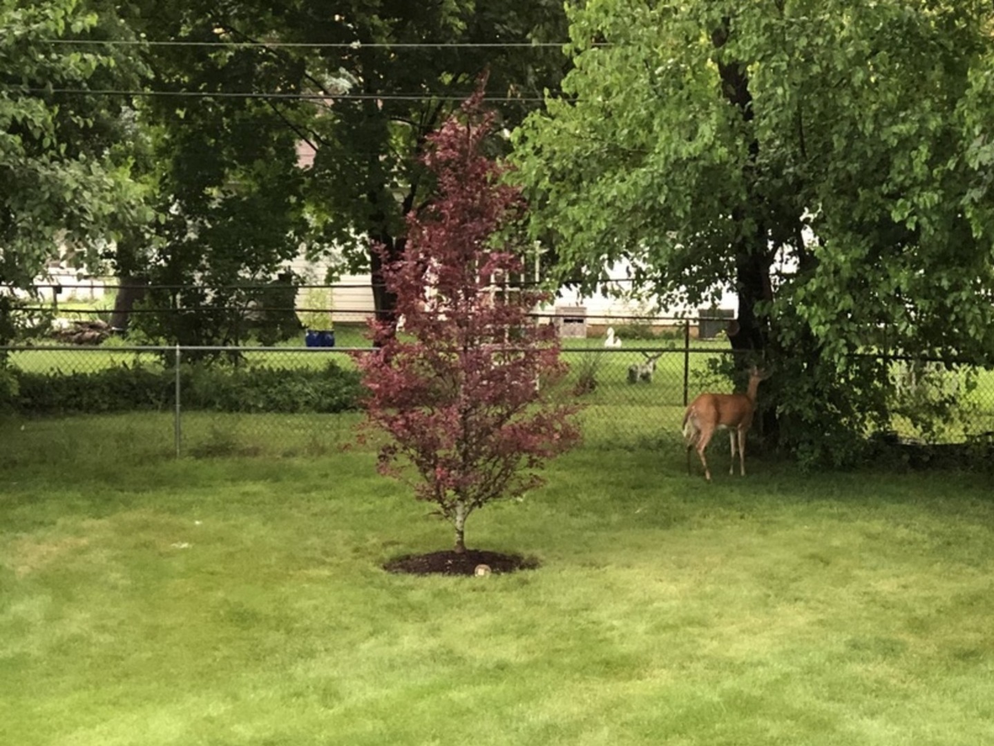 104 Chillems Drive Spring Grove, IL 60081 - Photo 40 of 42