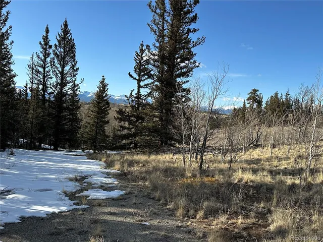 a view of a forest filled with trees