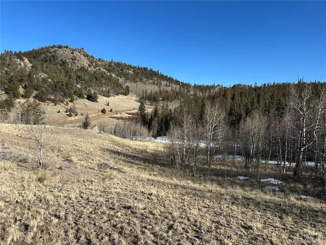 a view of a forest of trees