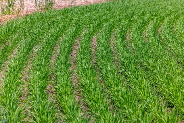 $1 | Tbd Southeast Tbd Se 410th Street, Fosston, MN 56542