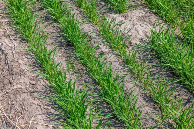 $1 | Tbd Southeast Tbd Se 410th Street, Fosston, MN 56542