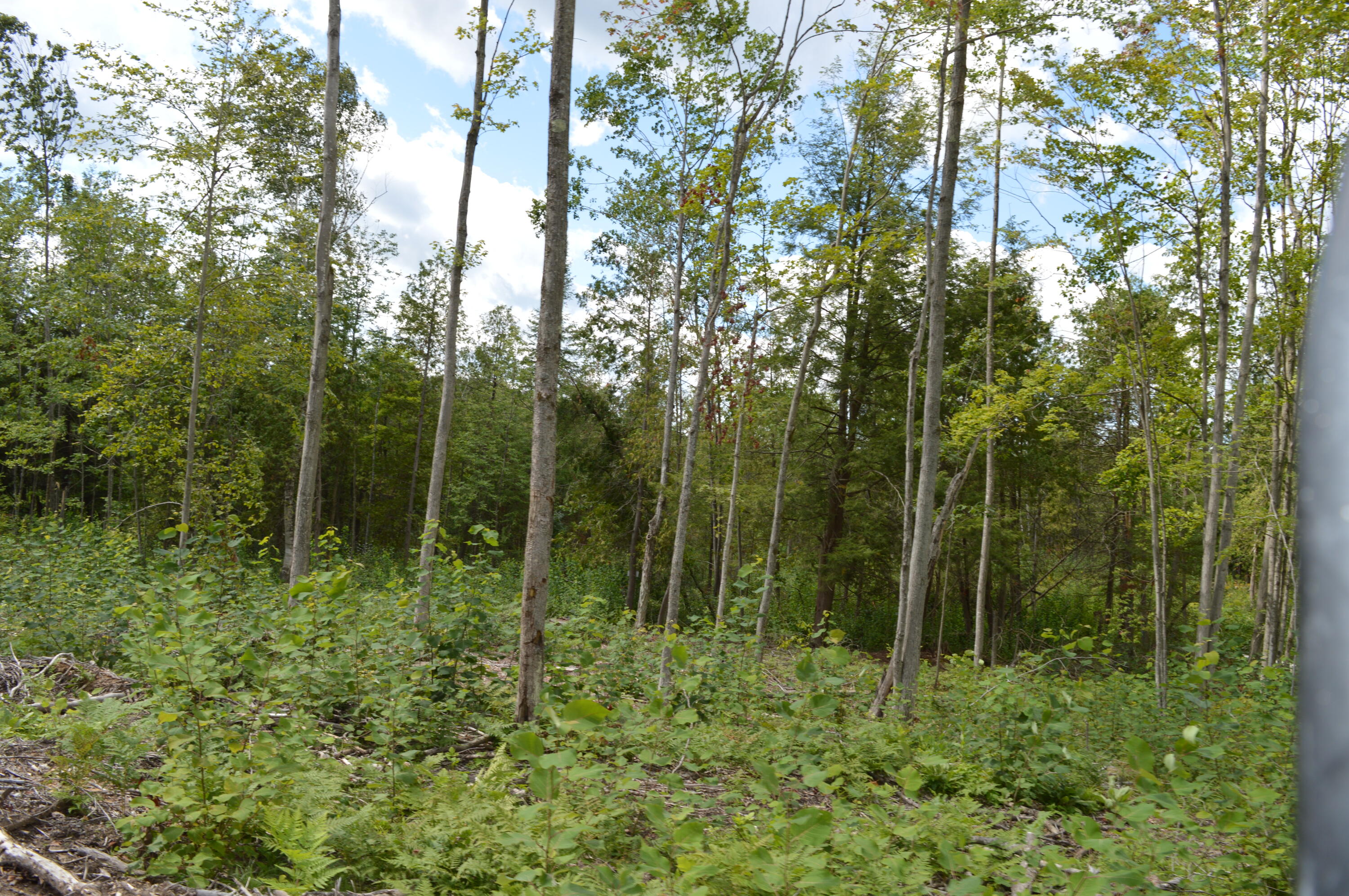 East County Line Road South Branch, MI 48761 - Photo 74 of 87 Gallery Image 74