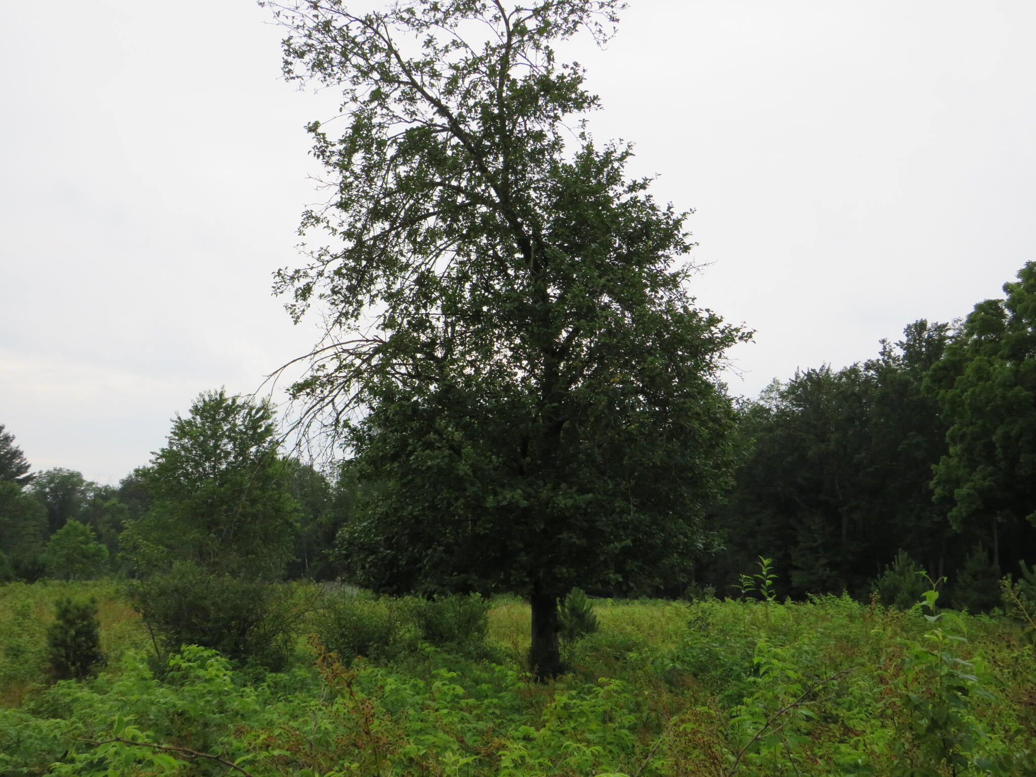 Hoover Road Barryton, MI 49305 - Photo 20 of 41 IMG_9566
