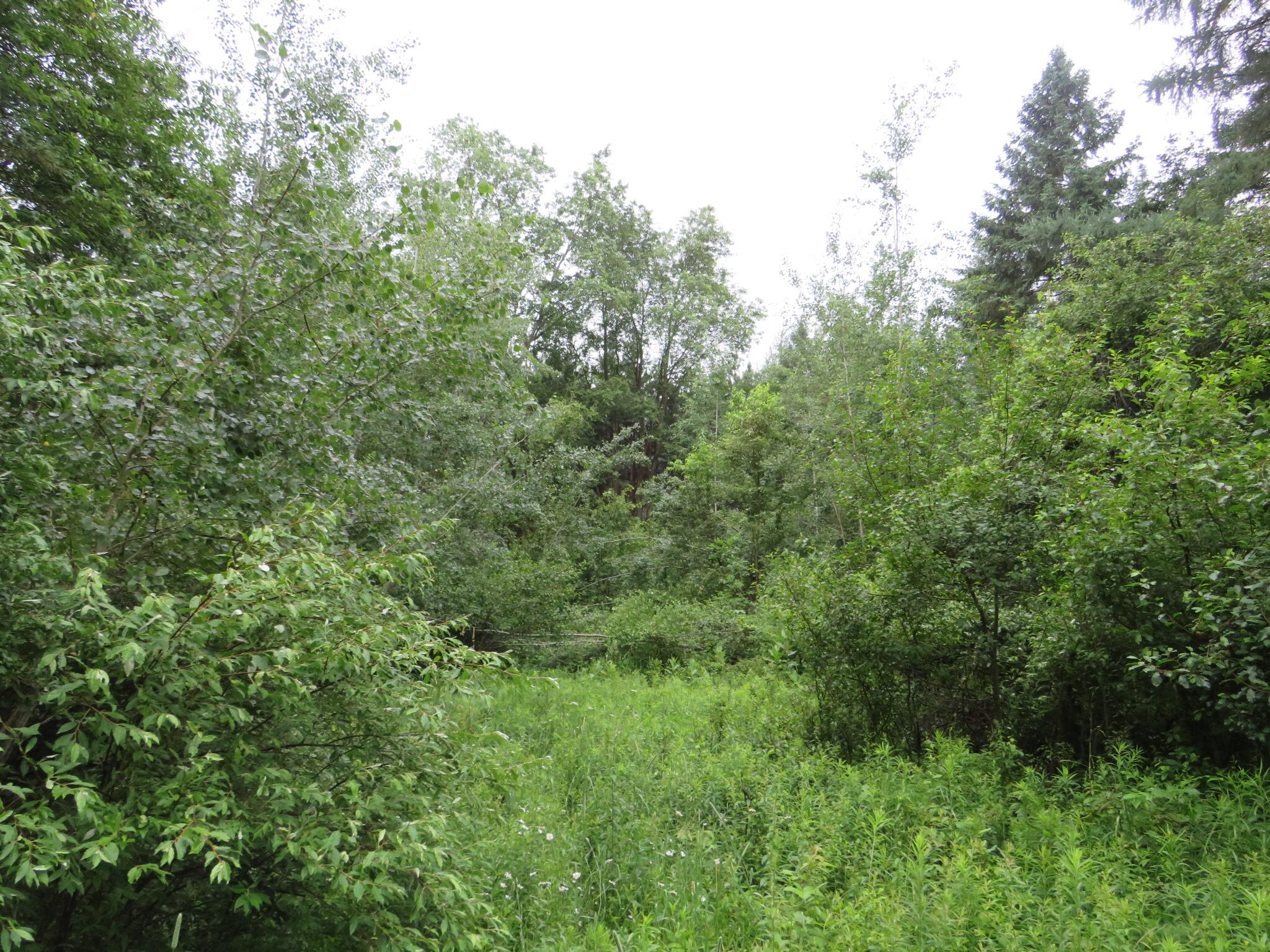 Hoover Road Barryton, MI 49305 - Photo 24 of 41 IMG_9581