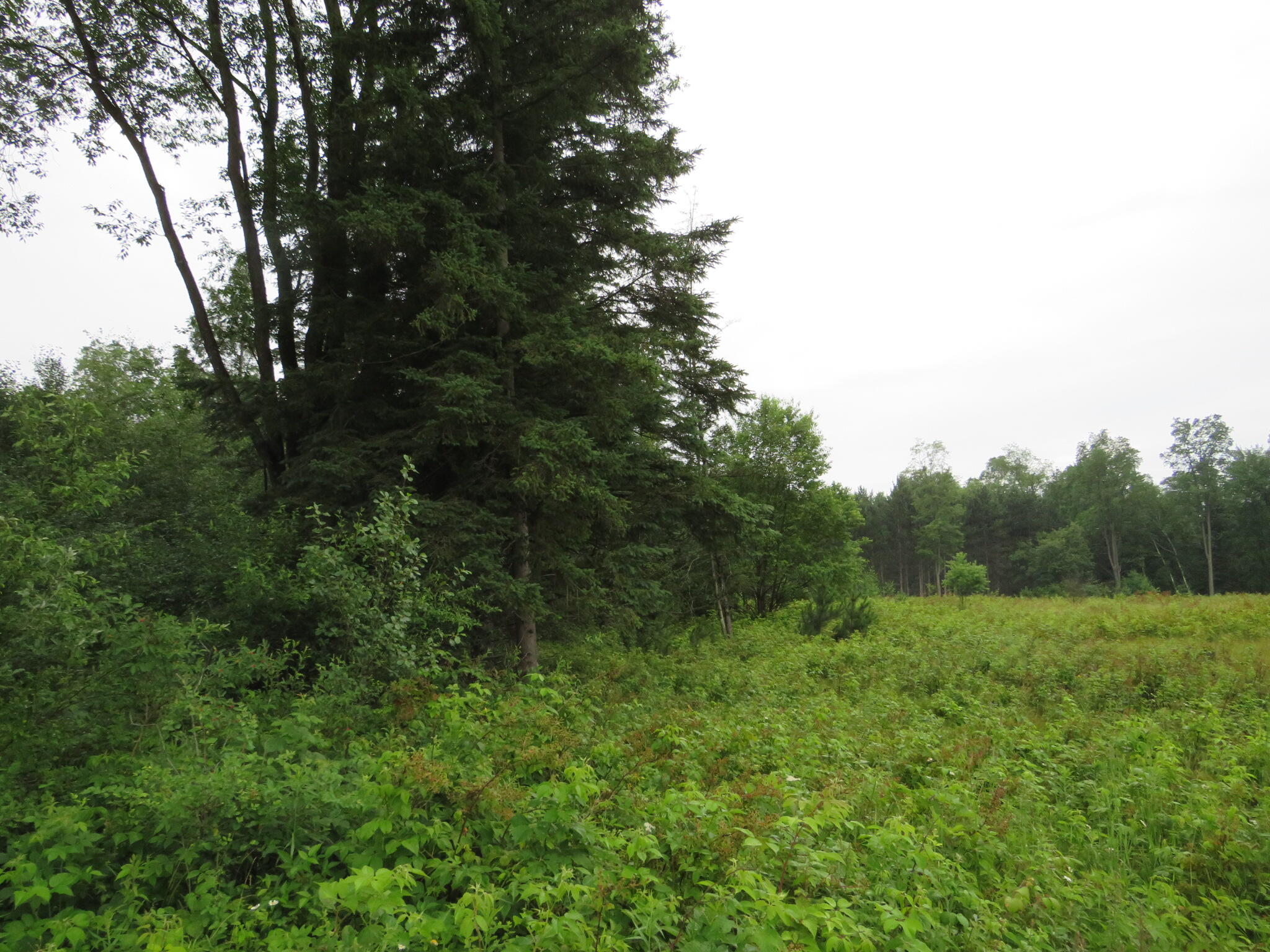 Hoover Road Barryton, MI 49305 - Photo 25 of 41 IMG_9583