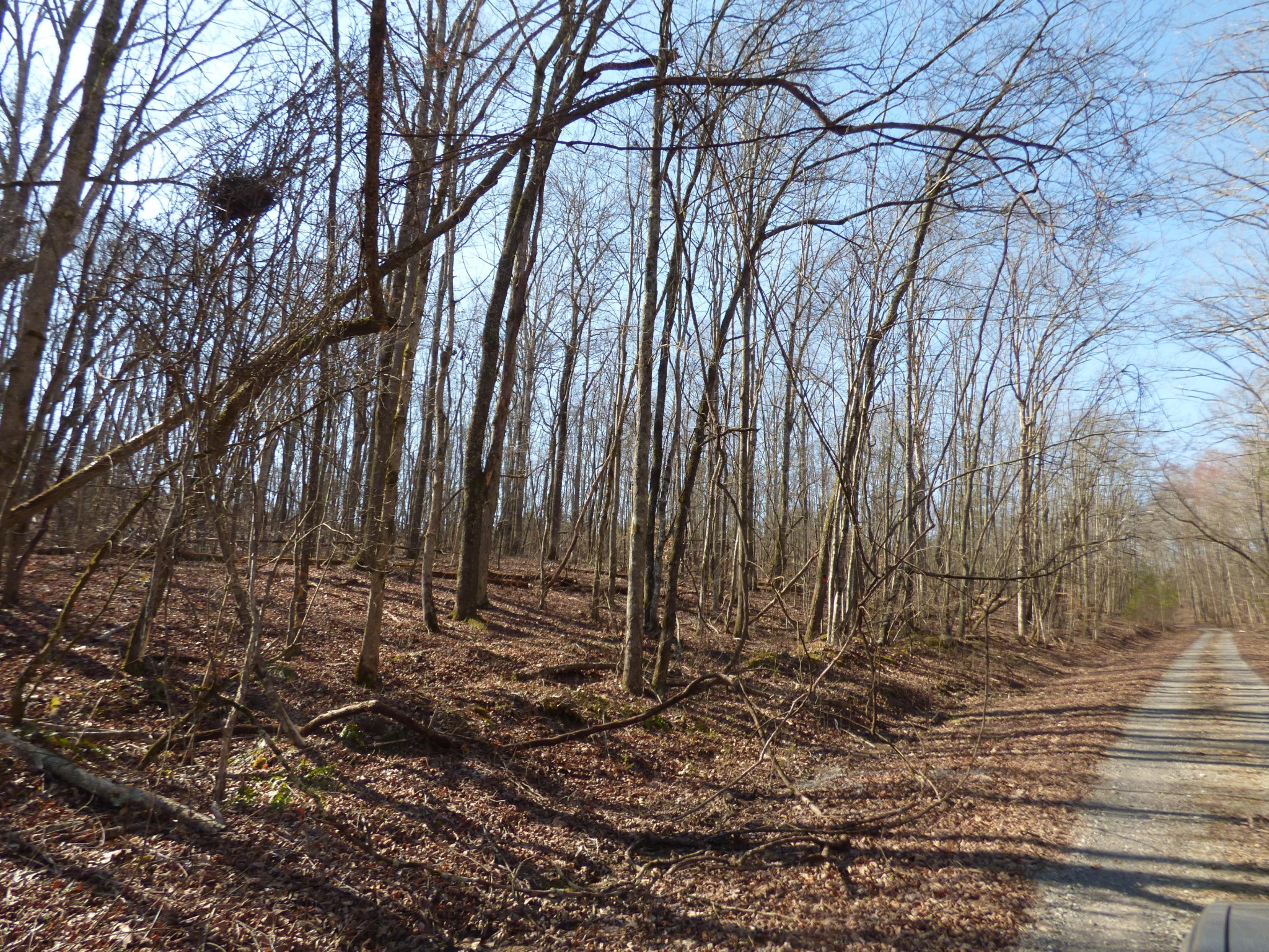 0 Vance Winstead Ln Spring Spring City, TN 37381 - Photo 4 of 6
