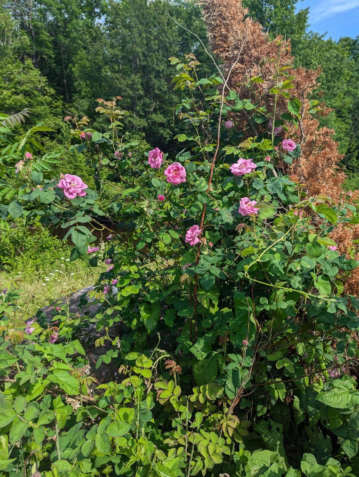 14 McNeil Road Sumner, ME 04292 - Photo 52 of 55 Flowers