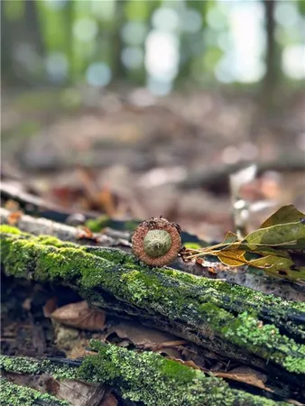 a view of a plant in a garden