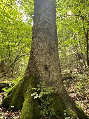 a view of a backyard of the house