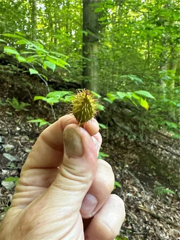 a view of a backyard of the house