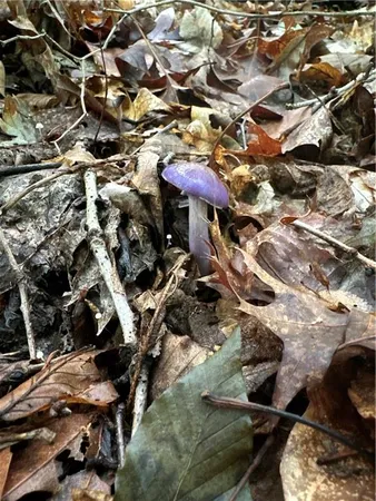 $990,000 | 0 Matson Road, Ligonier, PA 15658