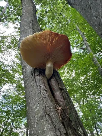 $990,000 | 0 Matson Road, Ligonier, PA 15658