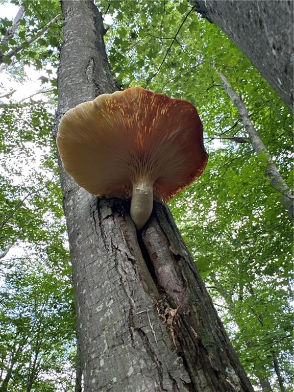 0 Matson Road Ligonier, PA 15658 - Photo 33 of 36 a view of a backyard of the house
