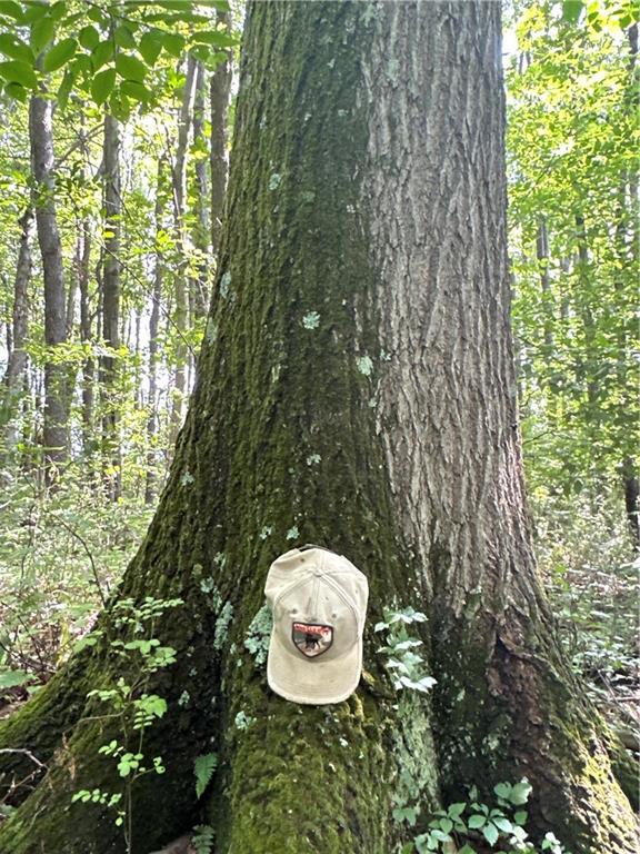 0 Matson Road Ligonier, PA 15658 - Photo 34 of 36 a view of a backyard of the house