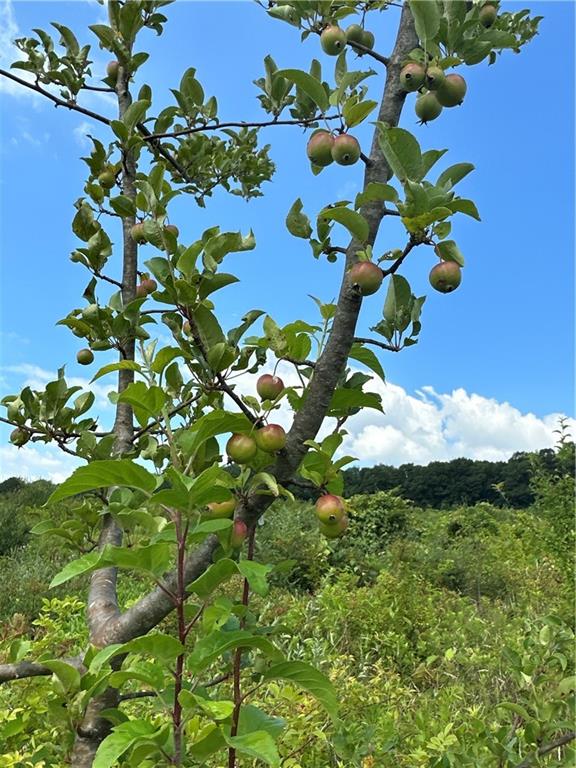 0 Matson Road Ligonier, PA 15658 - Photo 35 of 36