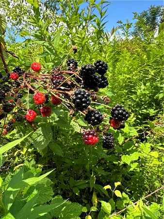 $990,000 | 0 Matson Road, Ligonier, PA 15658