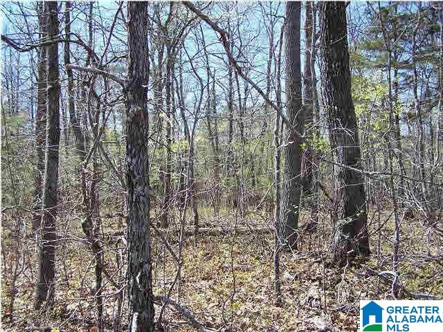 0 Homestead Lane Remlap, AL 35133 - Photo 19 of 23