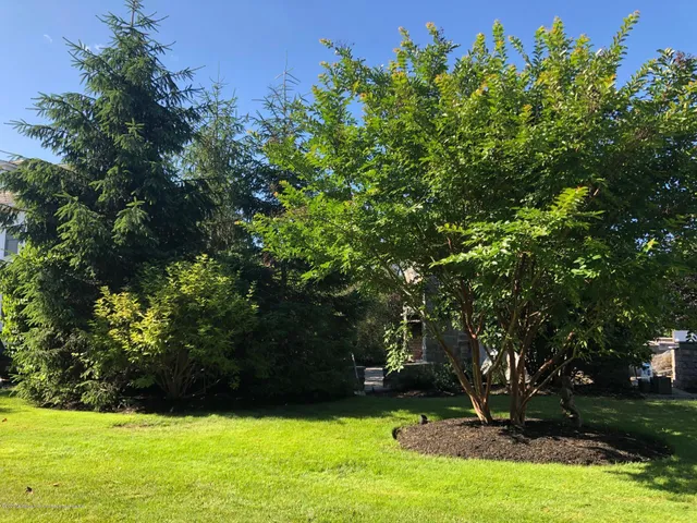 a view of a yard with a tree