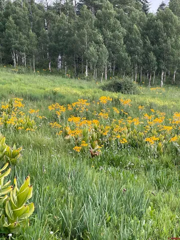 a view of a garden with a tree