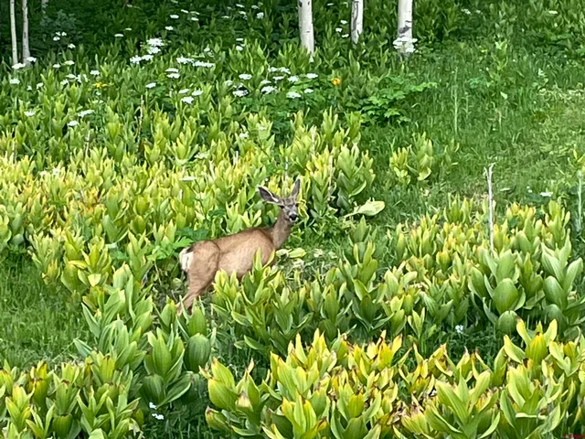 a backyard of a house with lots of green space