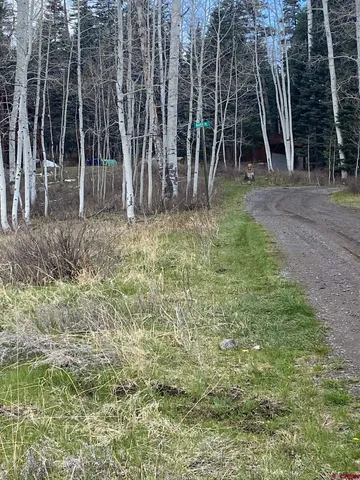 a view of a yard with large trees