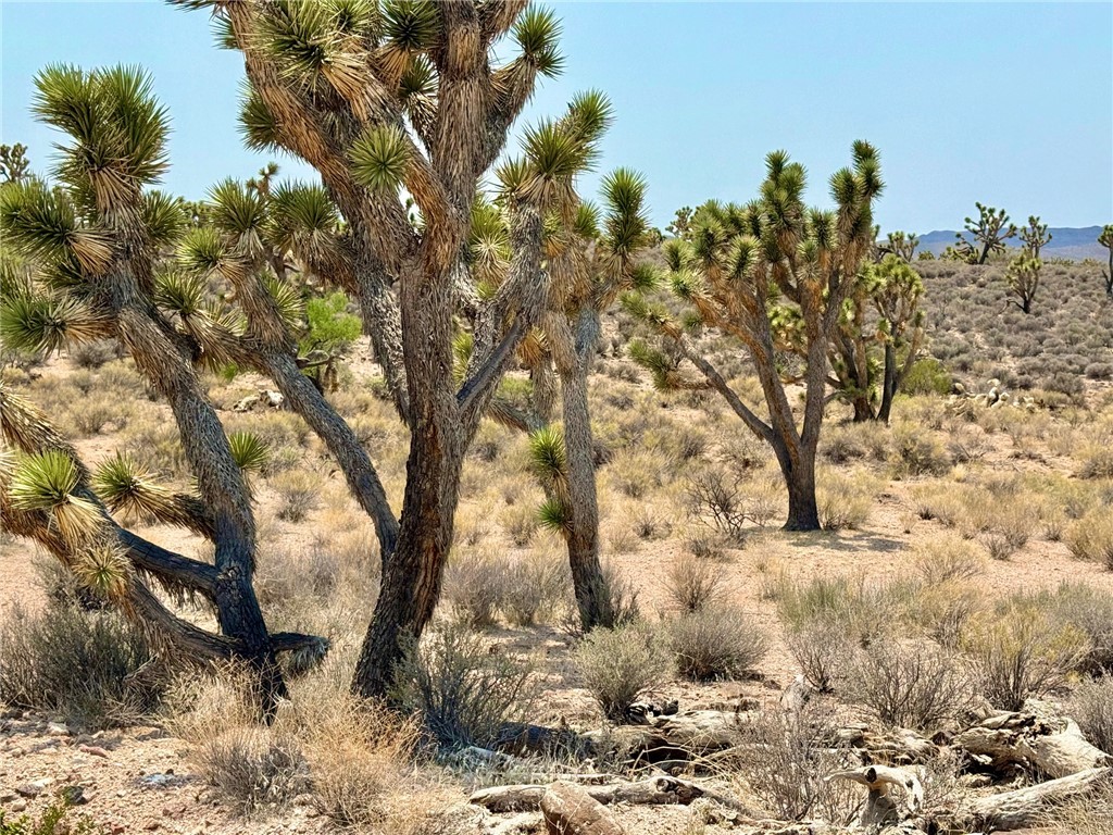 26681 Yucca Meadview, AZ 86444 - Photo 16 of 25 a view of a yard