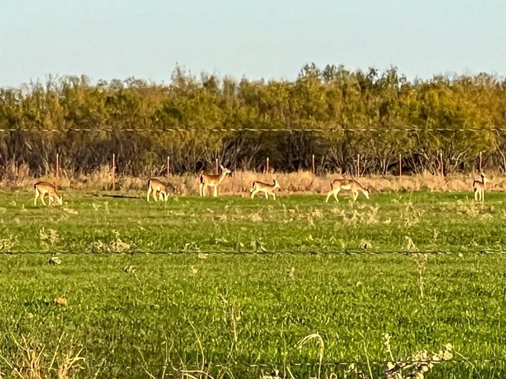 0 Hopewell Road Bellevue, TX 76228 - Photo 11 of 15