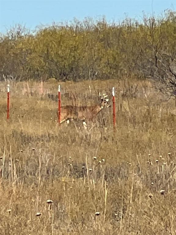 0 Hopewell Road Bellevue, TX 76228 - Photo 13 of 15 a view of a yard with trees in the background
