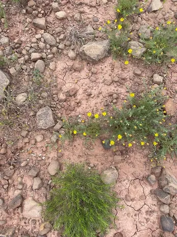 a view of a field with plants and a bench