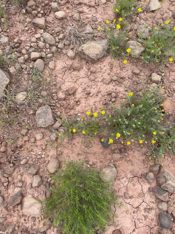0 Hopewell Road Bellevue, TX 76228 - Photo 7 of 15 a view of plants