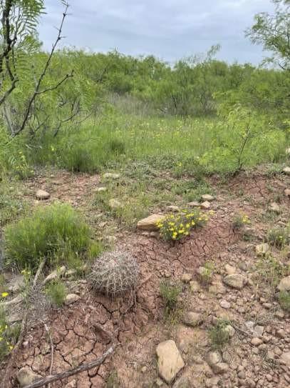 0 Hopewell Road Bellevue, TX 76228 - Photo 8 of 15 a view of a field with plants and a bench