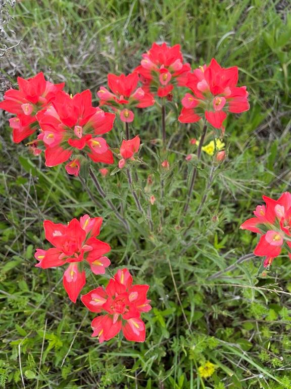 0 Hopewell Road Bellevue, TX 76228 - Photo 9 of 15 a view of a flower