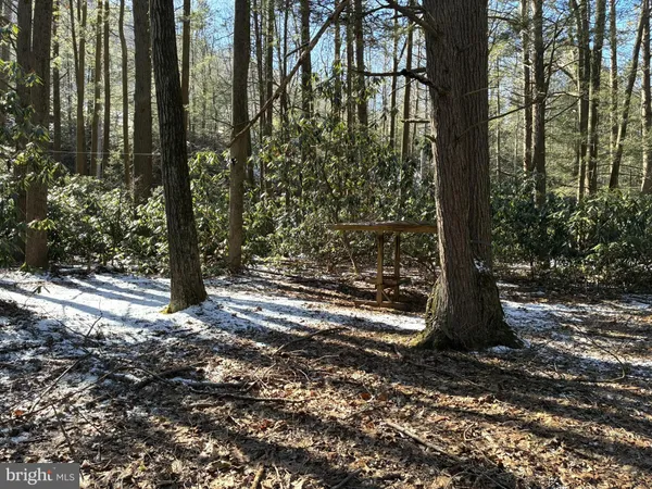 a view of a tree with a yard