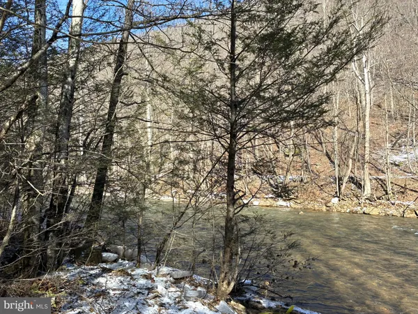 a view of a forest filled with trees