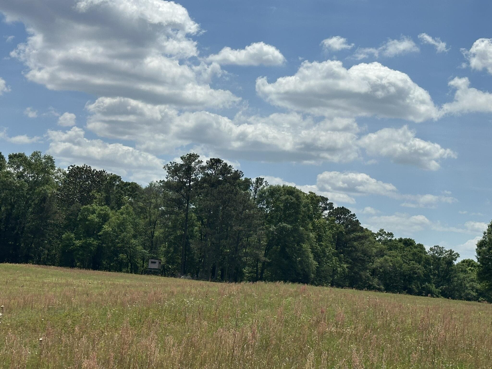 Tbd Tbd Gomillion Road Florala, AL 36442 - Photo 14 of 18 IMG_8886