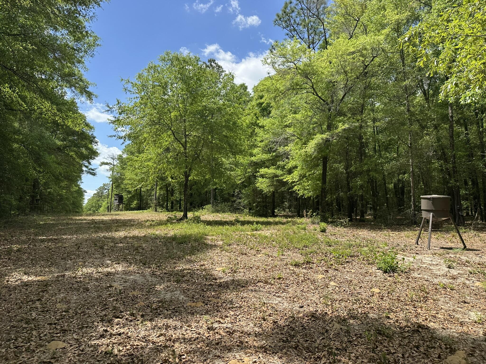 Tbd Tbd Gomillion Road Florala, AL 36442 - Photo 15 of 18 IMG_8887