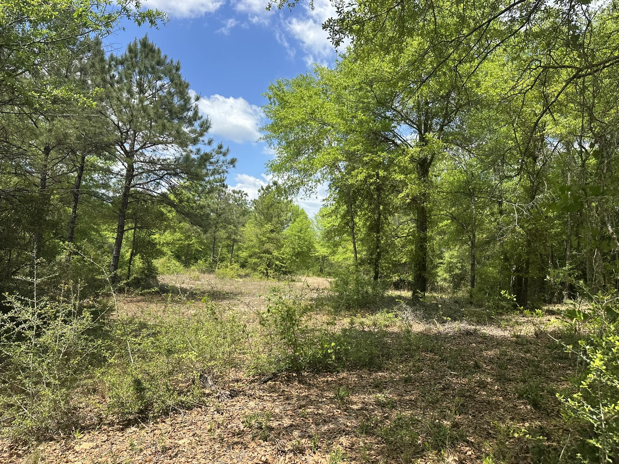 Tbd Tbd Gomillion Road Florala, AL 36442 - Photo 3 of 18 IMG_8877