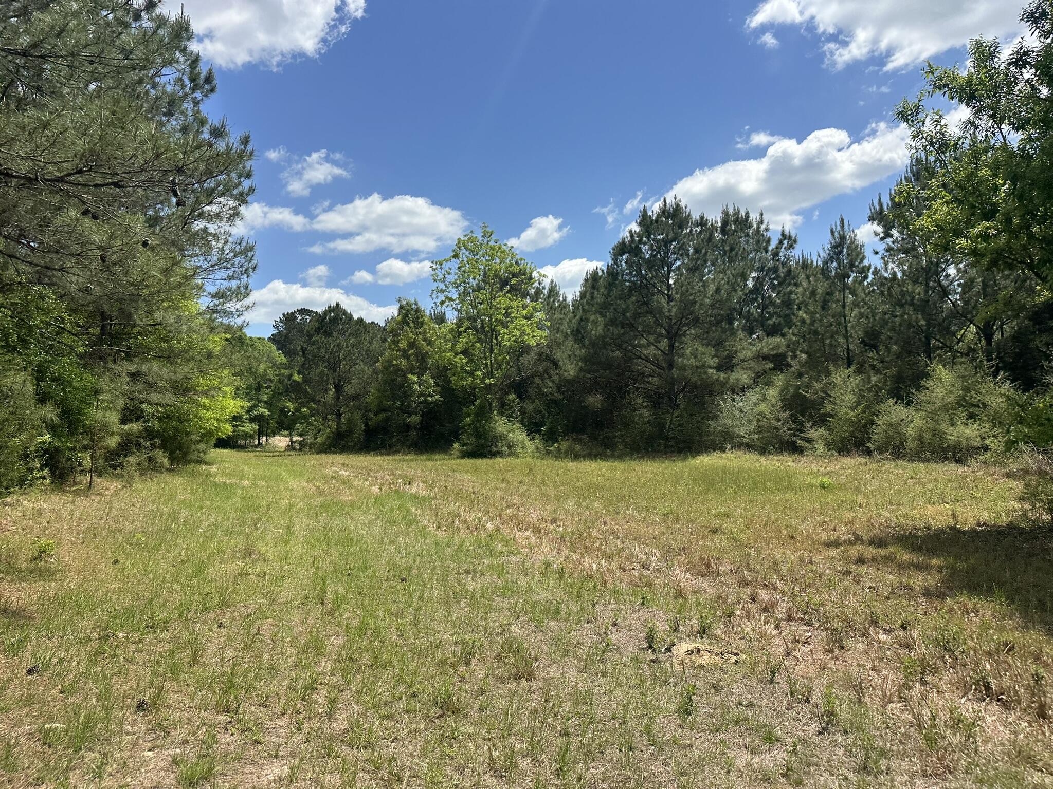 Tbd Tbd Gomillion Road Florala, AL 36442 - Photo 4 of 18 IMG_8879